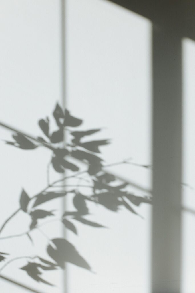 pexels-photo-5797992-5797992 Shadow of Leaves on a White Wall